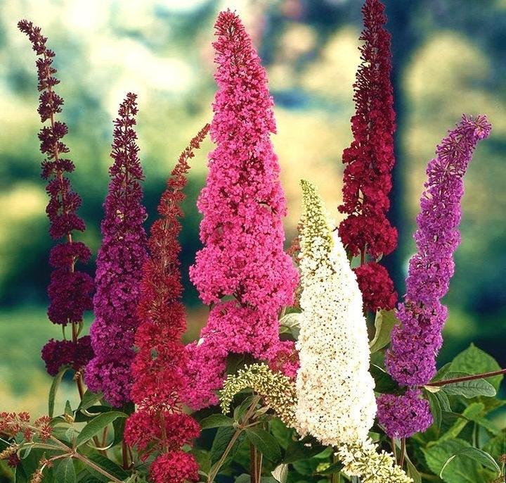 Czy nawożenie budlei jest niezbędne dla zdrowego wzrostu?