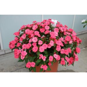 Czy niecierpek to roślina wieloletnia? Odpowiadamy na Twoje pytania!