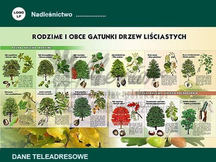 Idealne drzewa do posadzenia wzdłuż ogrodzenia – oto najlepsze gatunki