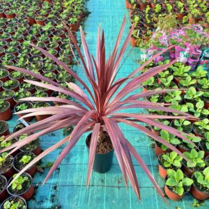 Jak dbać o kordylinę australijską i ochronić ją przed przymrozkami?