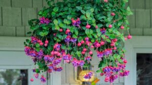 Jak skutecznie przezimować fuksję i obudzić ją na wiosnę?