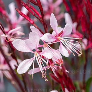 Jak zadbać o gaurę po zimie? Praktyczne wskazówki na udane sezonowe odrodzenie