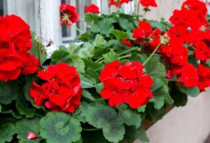 Jakie kwiaty wybrać do doniczki z pelargoniami? Najlepsze wypełniacze do Twojej kompozycji