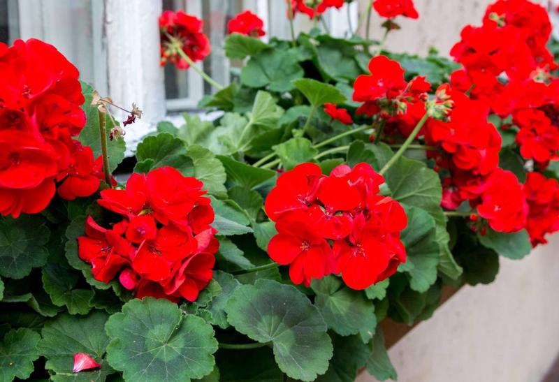 Jakie kwiaty wybrać do doniczki z pelargoniami? Najlepsze wypełniacze do Twojej kompozycji