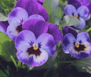 Kiedy i jak siać bratki ogrodowe, aby zachwycały pięknem przez cały sezon