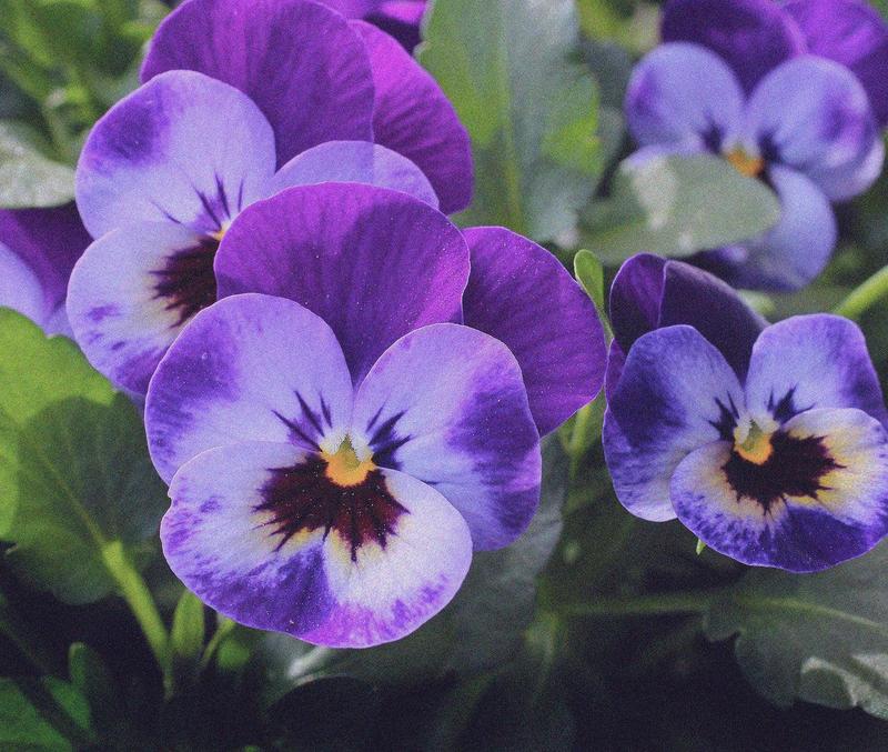 Kiedy i jak siać bratki ogrodowe, aby zachwycały pięknem przez cały sezon