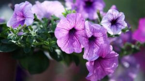 Kiedy i jak uszczykiwać petunie? Praktyczny poradnik pielęgnacji dla każdego ogrodnika