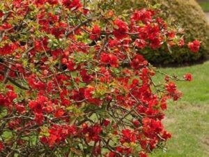 Kiedy najlepiej zbierać pigwę z pigwowca? Sprawdzamy kluczowe porady