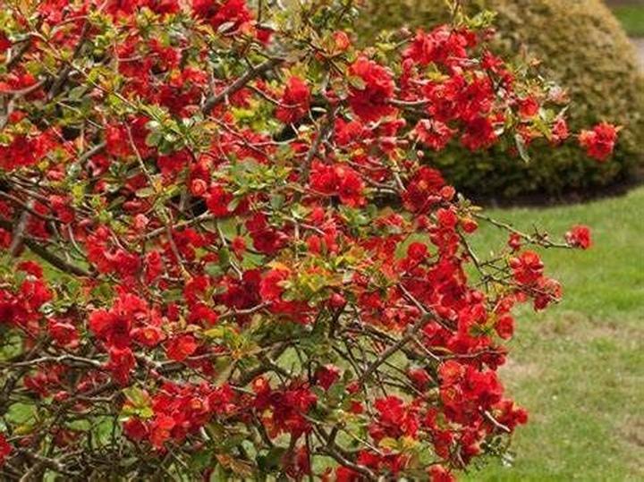 Kiedy najlepiej zbierać pigwę z pigwowca? Sprawdzamy kluczowe porady