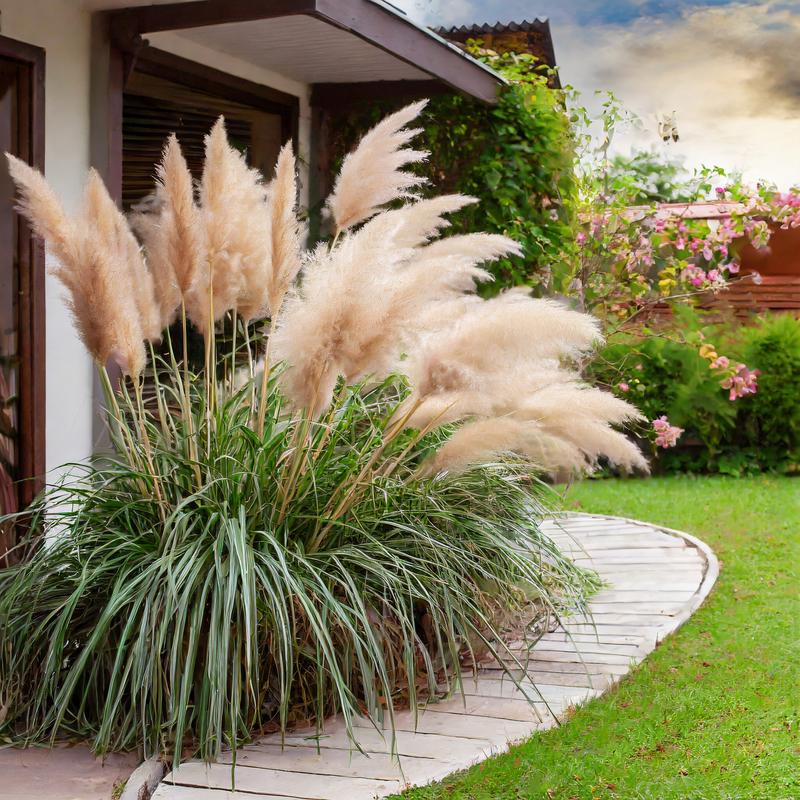 Kiedy Trawa Pampasowa Odbija Po Zimie? Odkryj Sekrety Wiosennego Odrodzenia