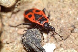 Kowal bezskrzydły: Ciekawostki o tym tajemniczym owadzie i jego wyglądzie