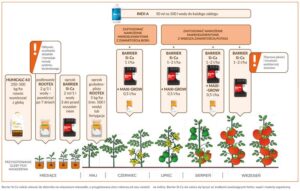 Nawożenie pomidorów bez błędów – sprawdzone metody, które warto znać