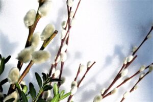 Odkryj, gdzie i kiedy rosną bazie w Polsce: przewodnik po najlepszych lokalizacjach