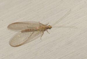 Złotook – cichy gość, którego możesz spotkać w swoim domu