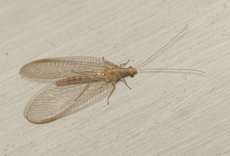 Złotook – cichy gość, którego możesz spotkać w swoim domu