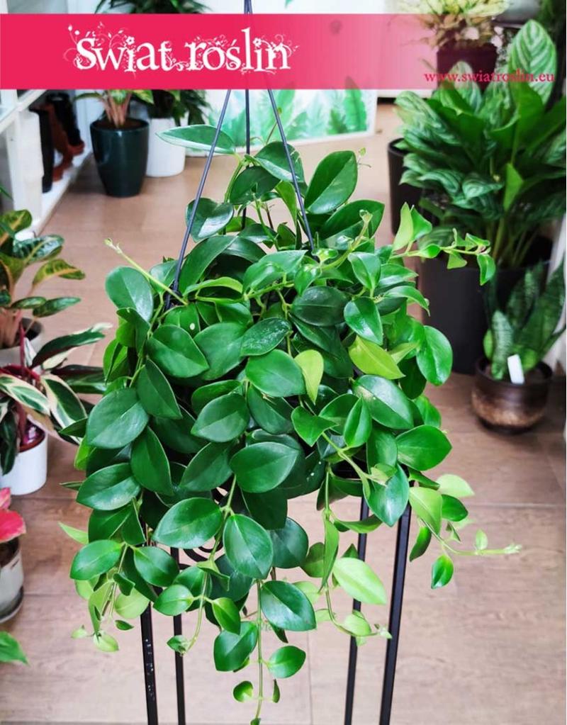 Czy eszynantus jest trujący