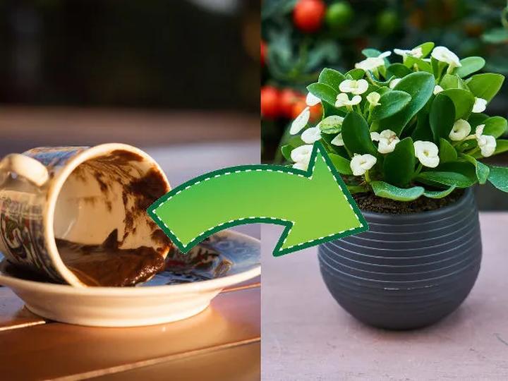 Ekologiczne nawożenie roślin