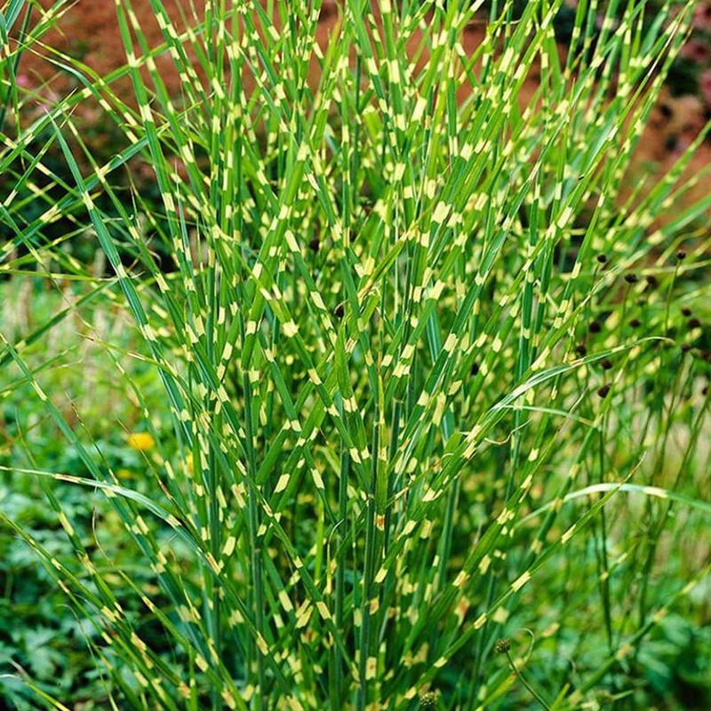 Idealne warunki dla roślin