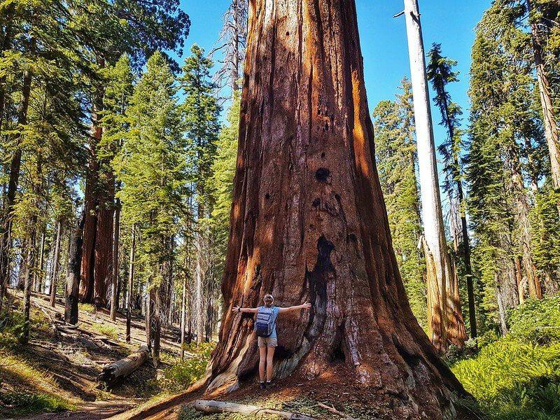 Klimatyczne wyzwania sekwoi
