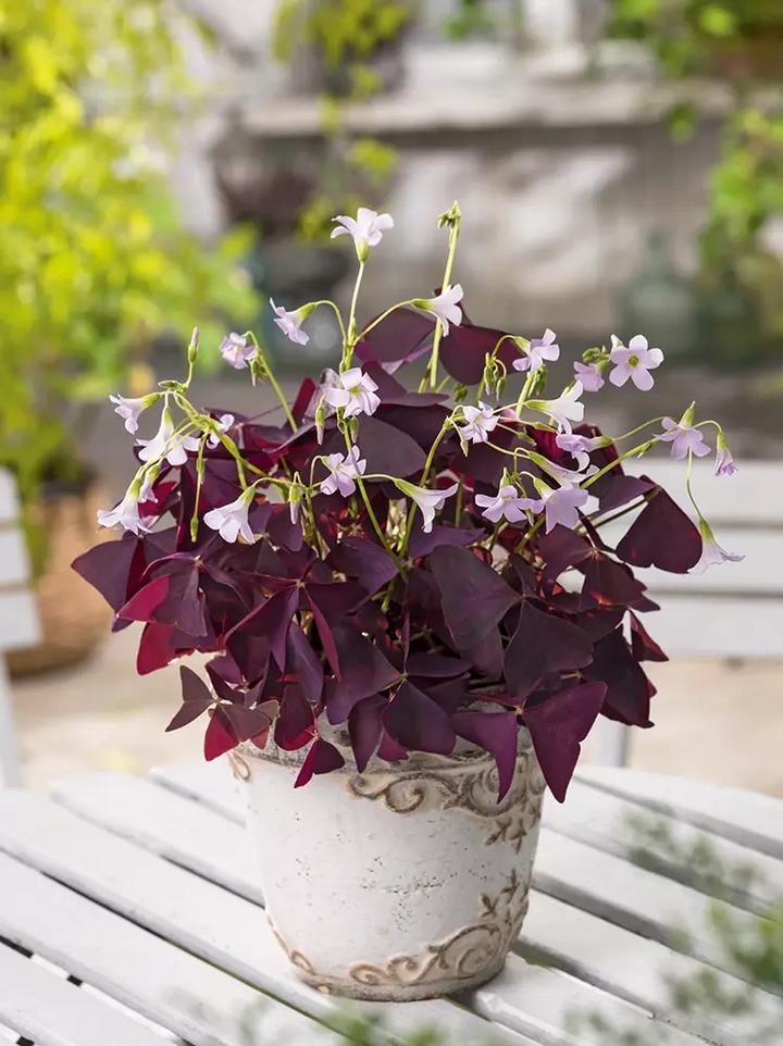 Kultura i tradycja szczawika