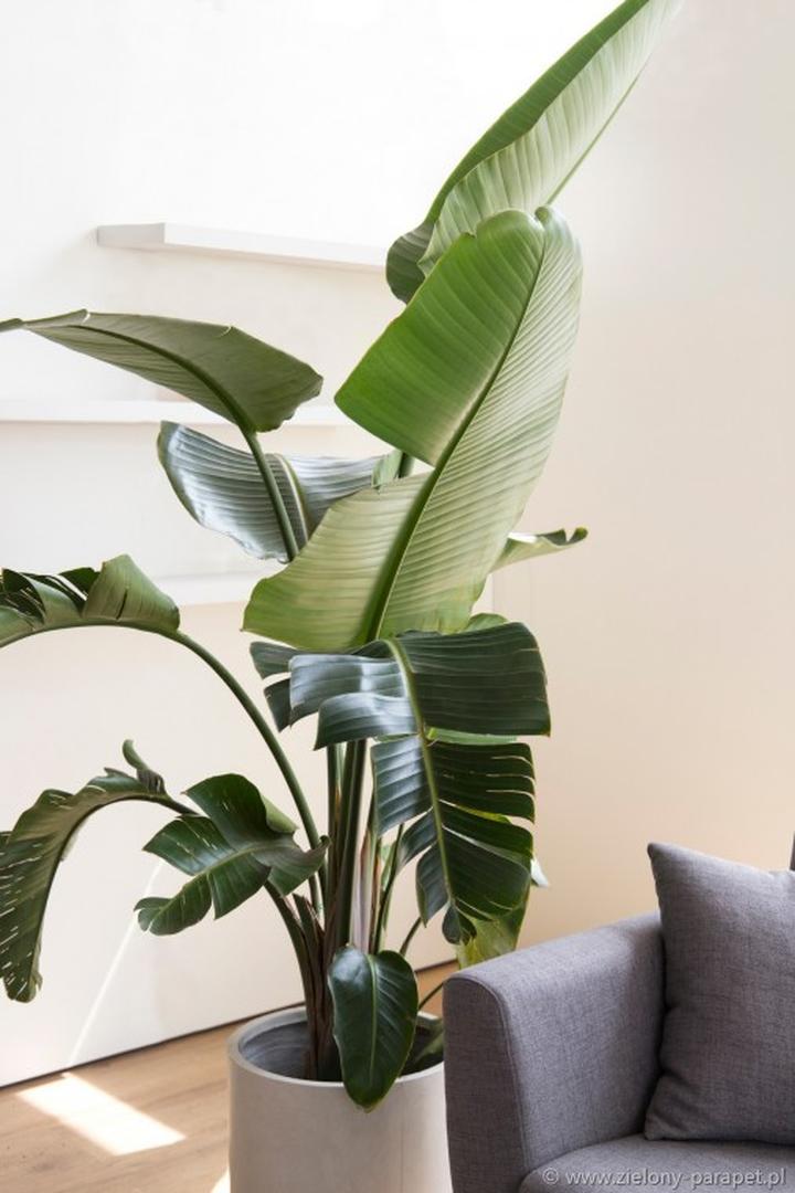 Naturalne nawozy strelicja