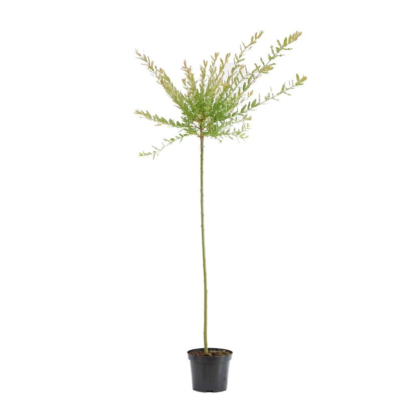 Opieka nad wierzbami