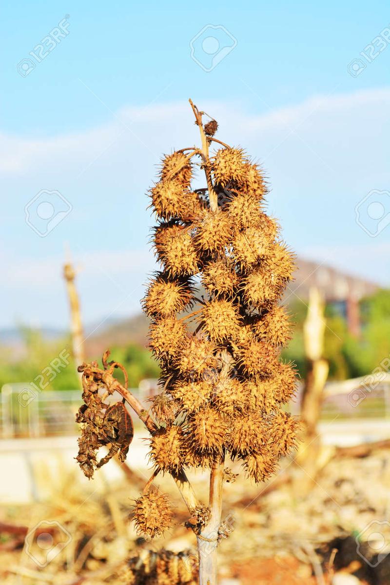 Pielęgnacja datury zimą