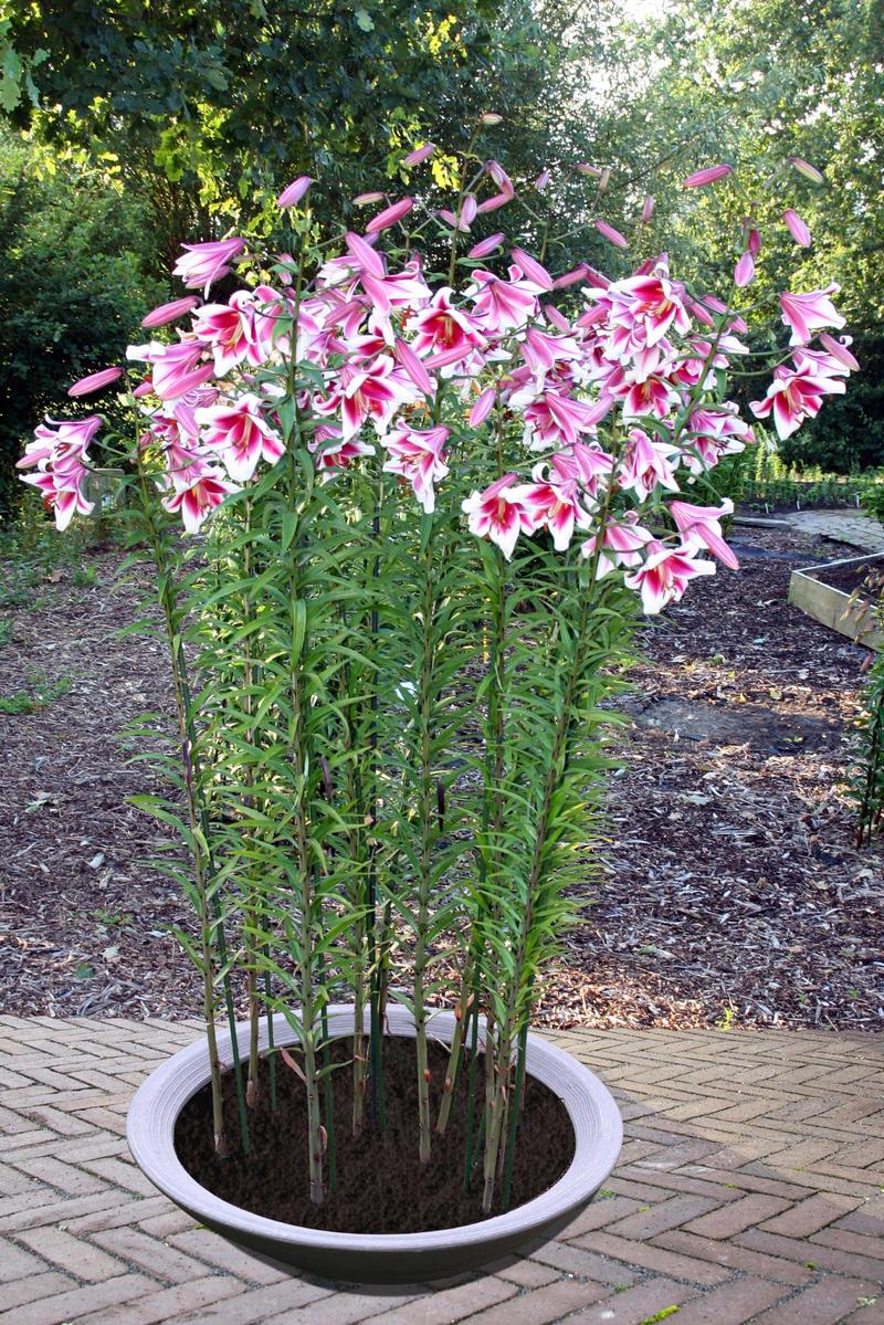 Pielęgnacja lilii drzewiastej