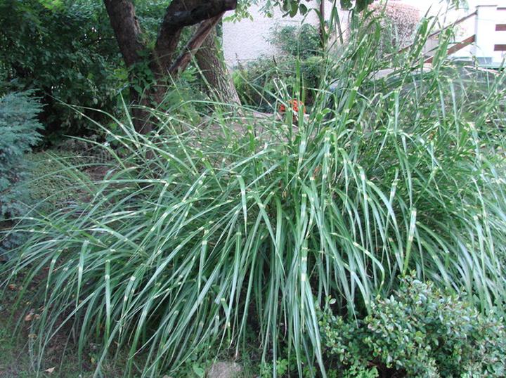 Pielęgnacja miskanta chińskiego