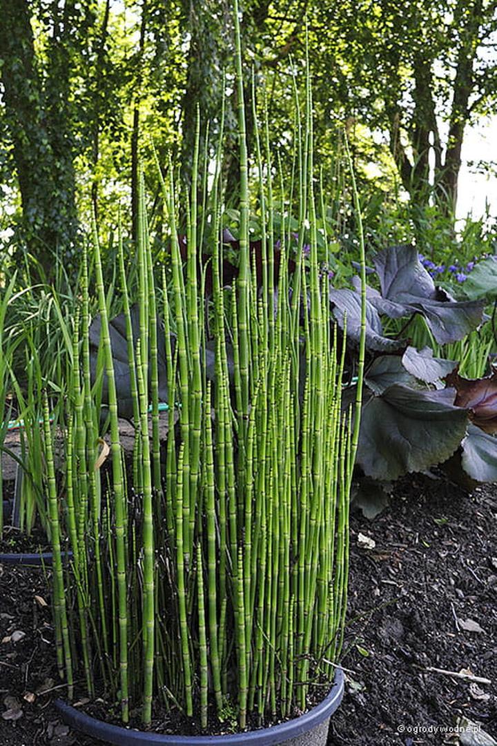 Pielęgnacja skrzypu zimowego