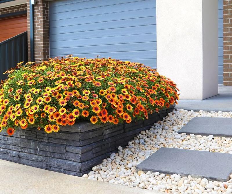 Pielęgnacja trawnika