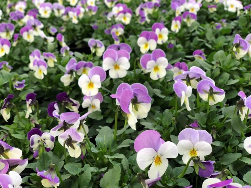 Praktyczne porady ogrodnicze