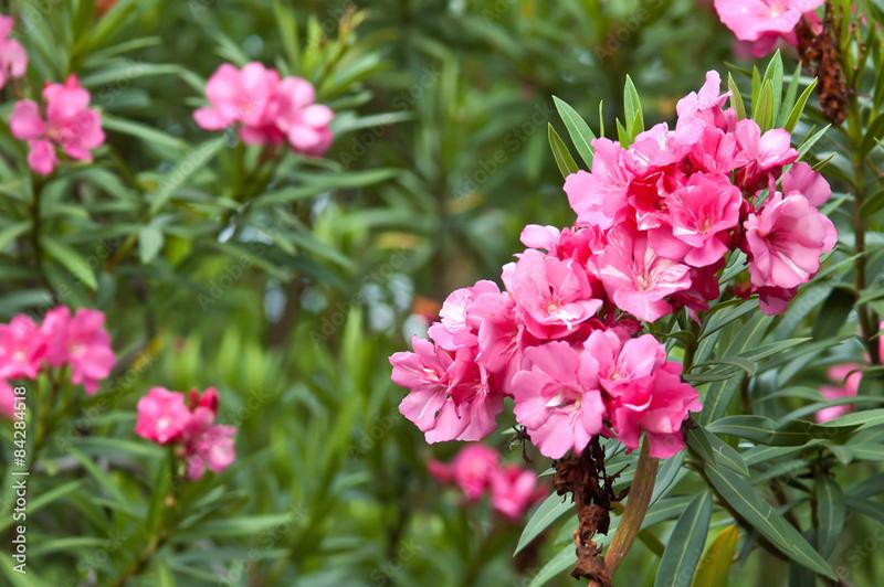 Przycinanie oleandra