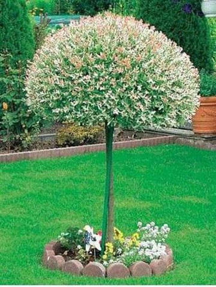 Przycinanie wierzby japońskiej