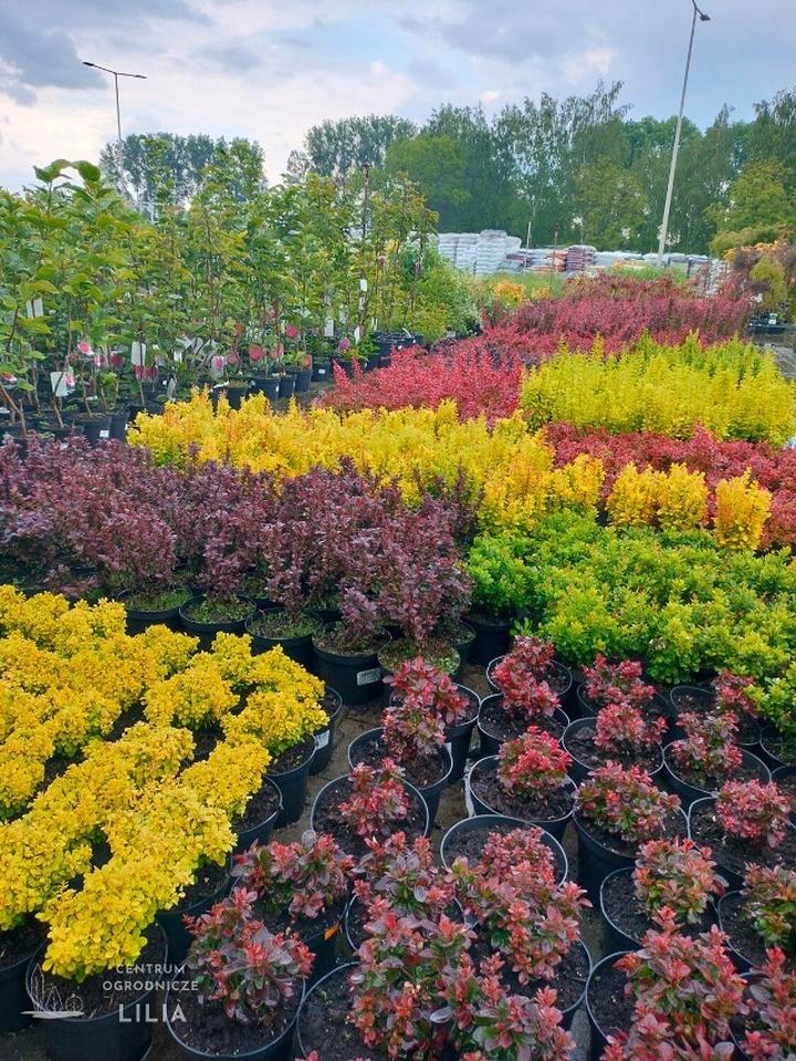 Rośliny do opaski wokół domu