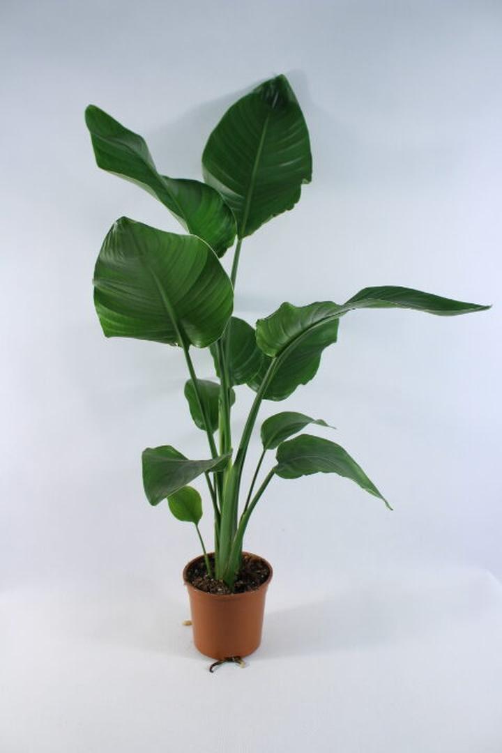 Składniki odżywcze roślin