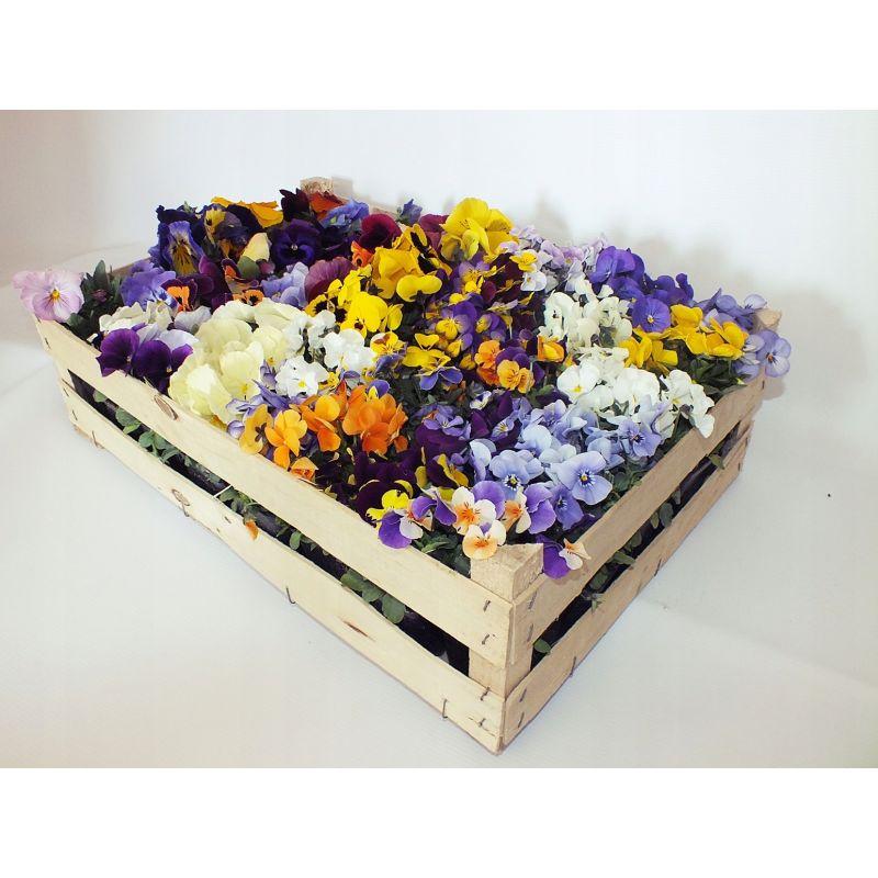 Terminy sadzenia bratków