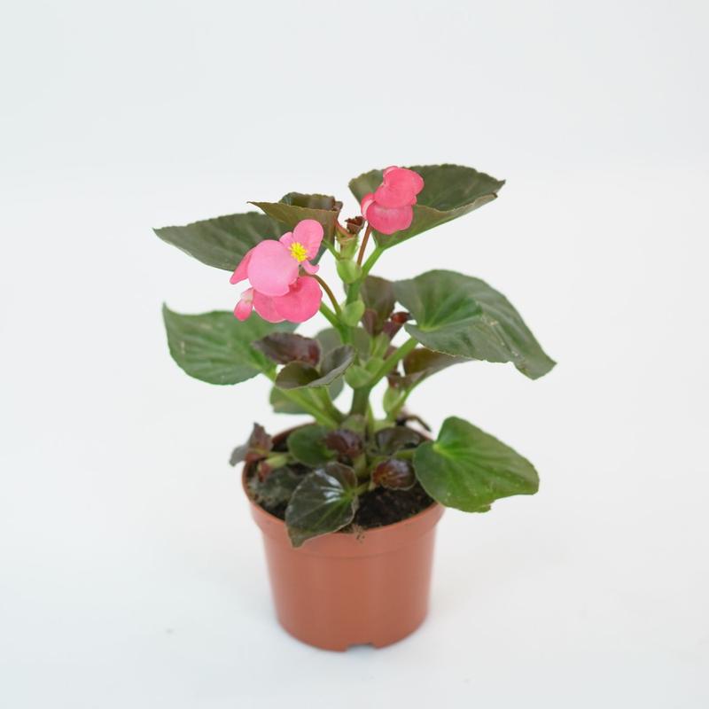 Uprawa begonii dragon