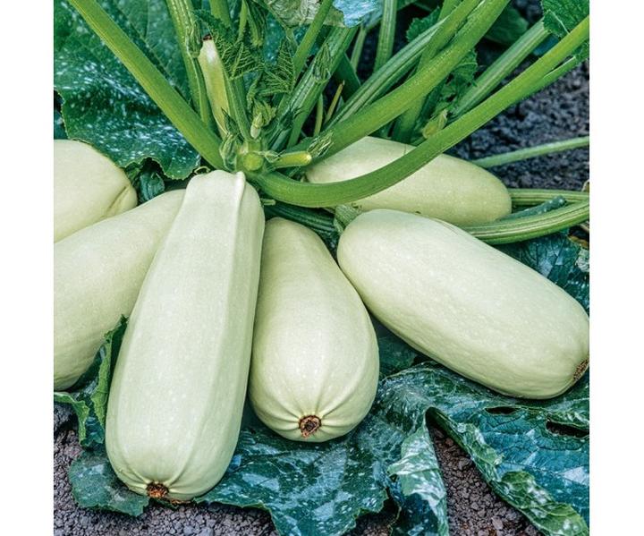 Uprawa cukinii w doniczkach