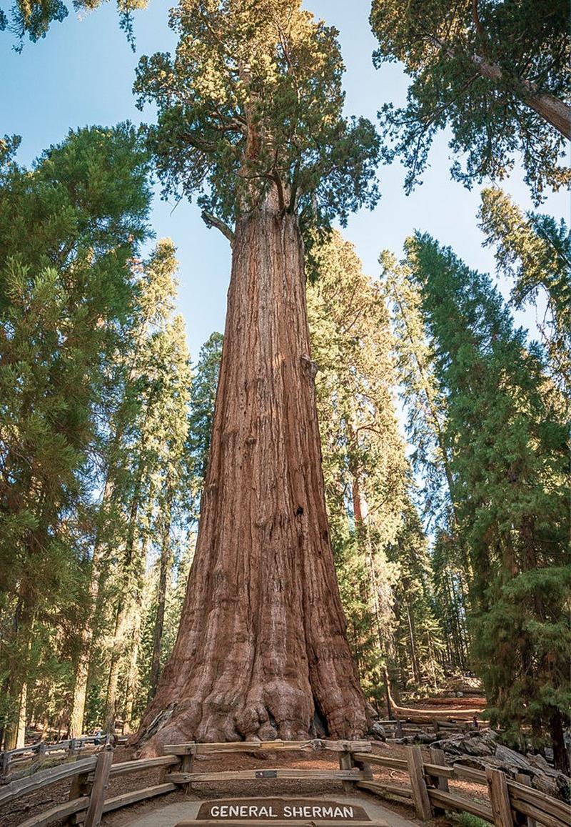 Uprawa sekwoi w Polsce