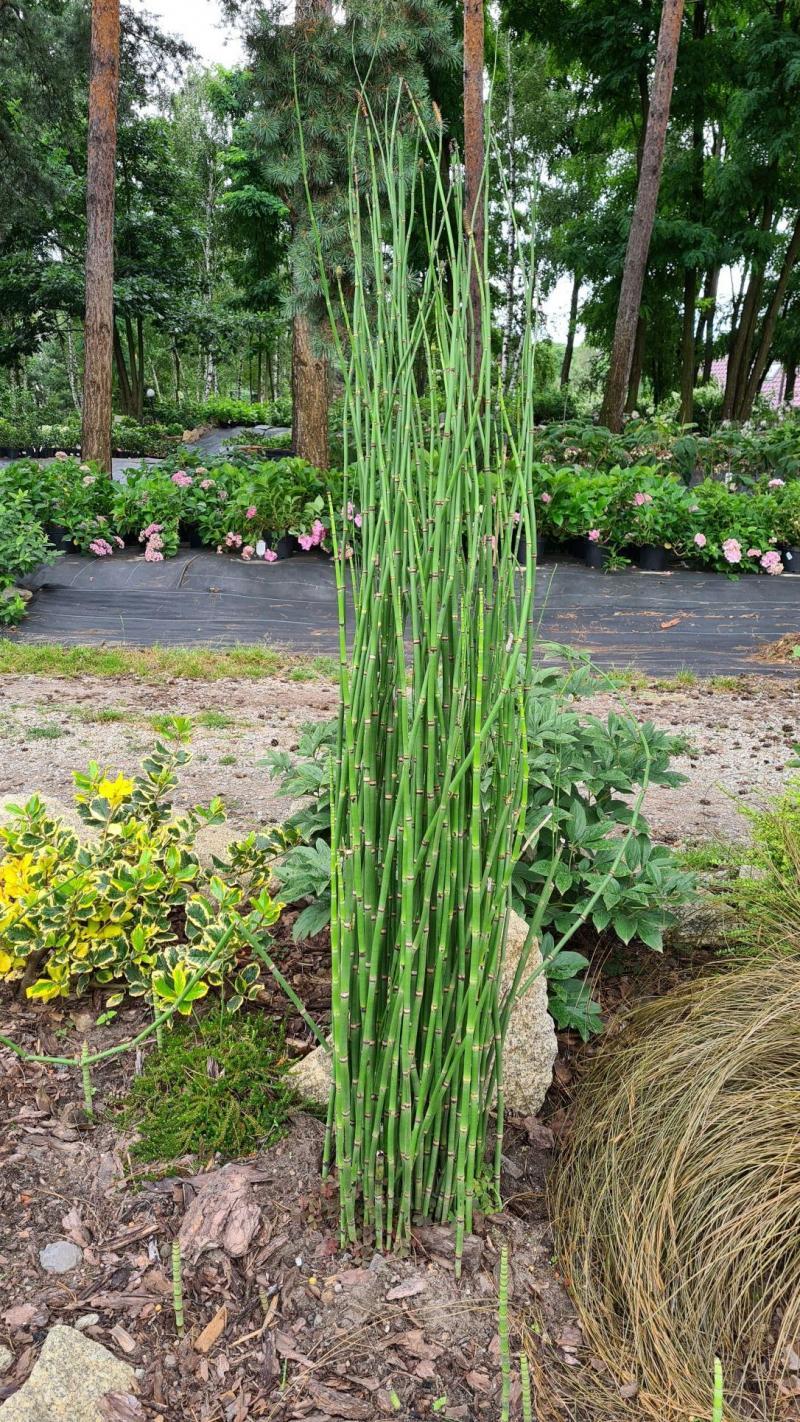 Uprawa skrzypu zimowego