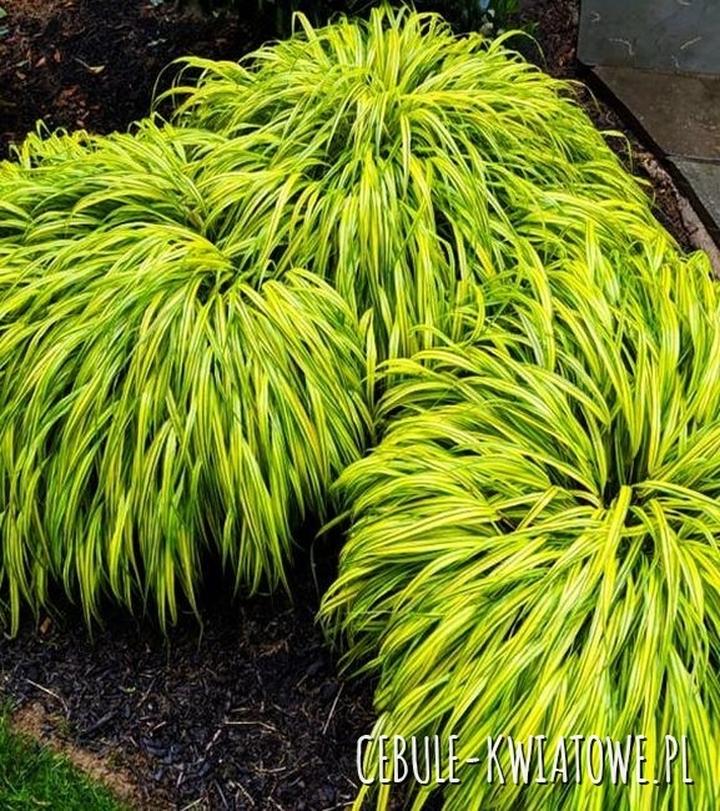 Uprawa trawy hakonechloa