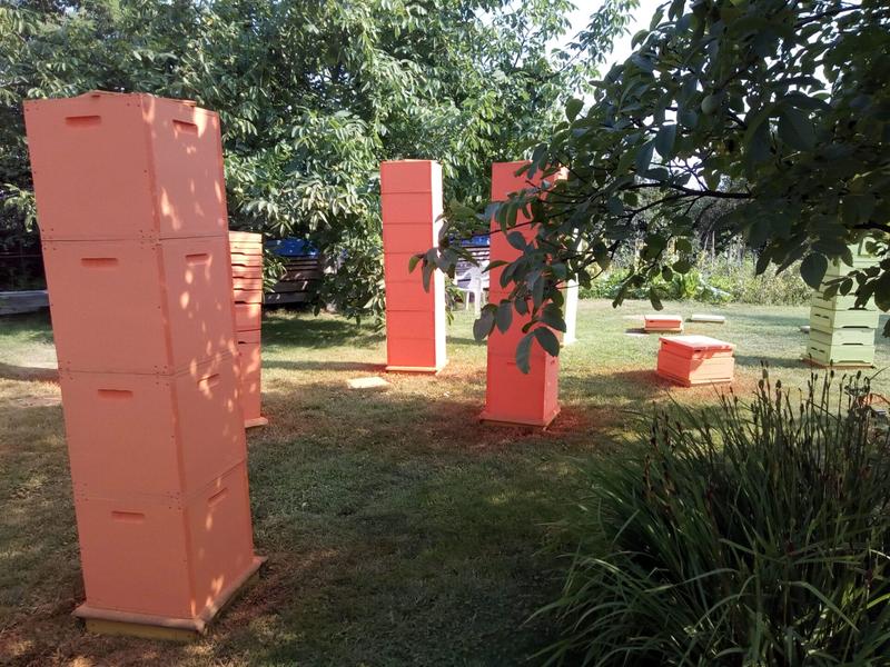 Wpływ malowania na pszczoły