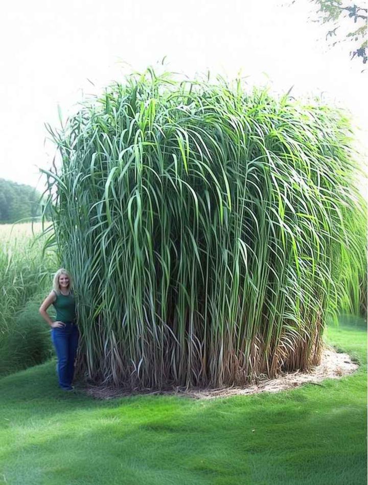 Wymagania środowiskowe miskanta