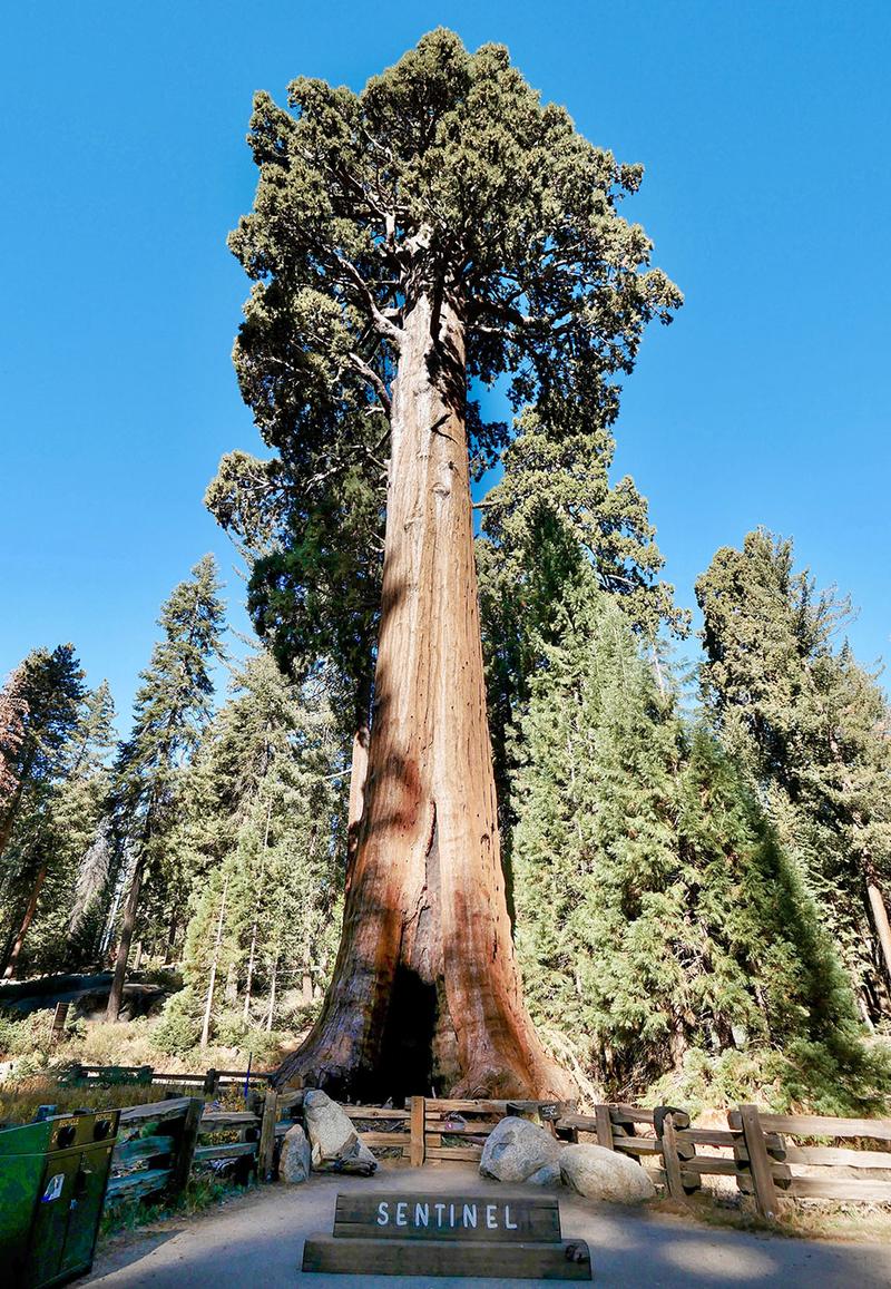 Zalety i wady hodowli sekwoi