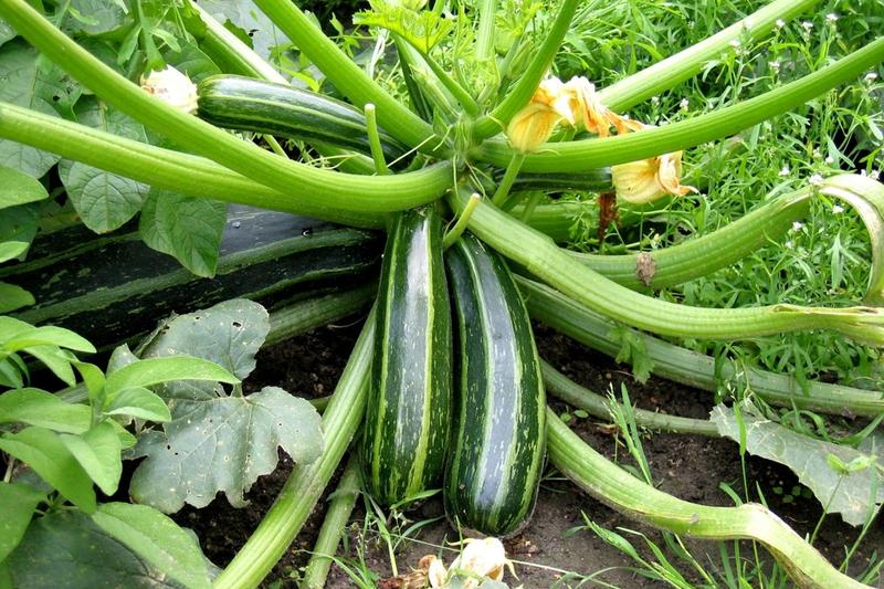 Zalety uprawy w pojemnikach