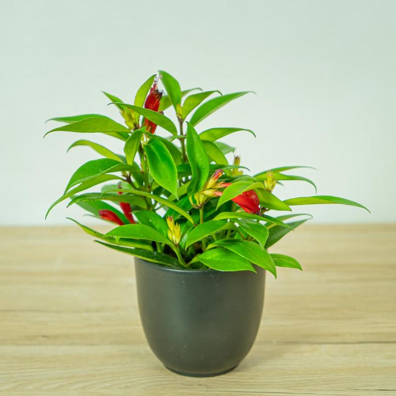 Eszynantus w Twoim domu – jak go uprawiać, pielęgnować i czy jest trujący?