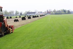 Jak szybko osiągnąć idealną trawę: czas wschodzenia do 10 cm