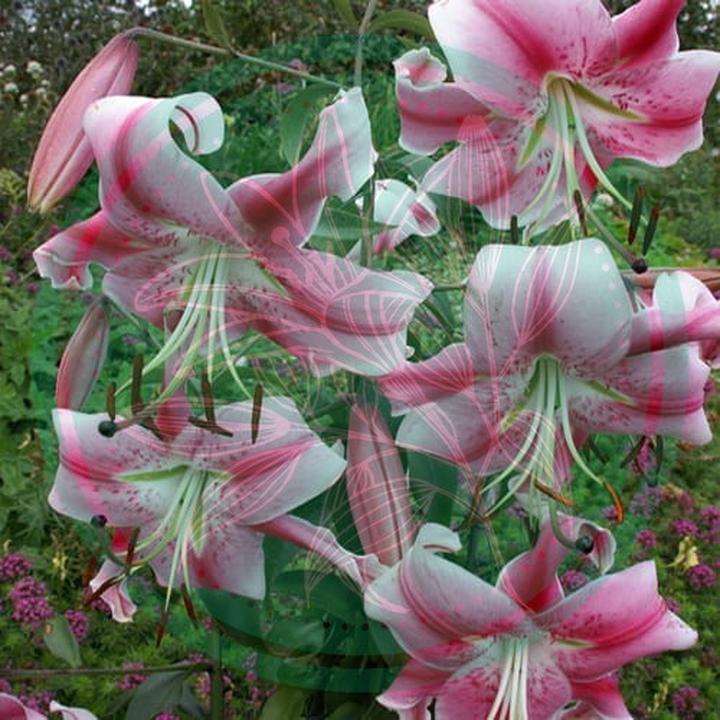 Jak z powodzeniem uprawiać lilię drzewiastą w donicy?