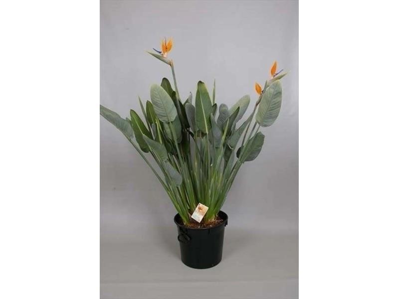 Jaki nawóz do strelicji zapewni najlepsze efekty w uprawie?